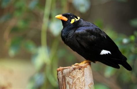 九宮鳥|九官鳥とは？歴史や特徴、性格、寿命、価格、人間との関係、飼。